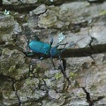 Blauer Scheibenbock (Callidium violaceum)